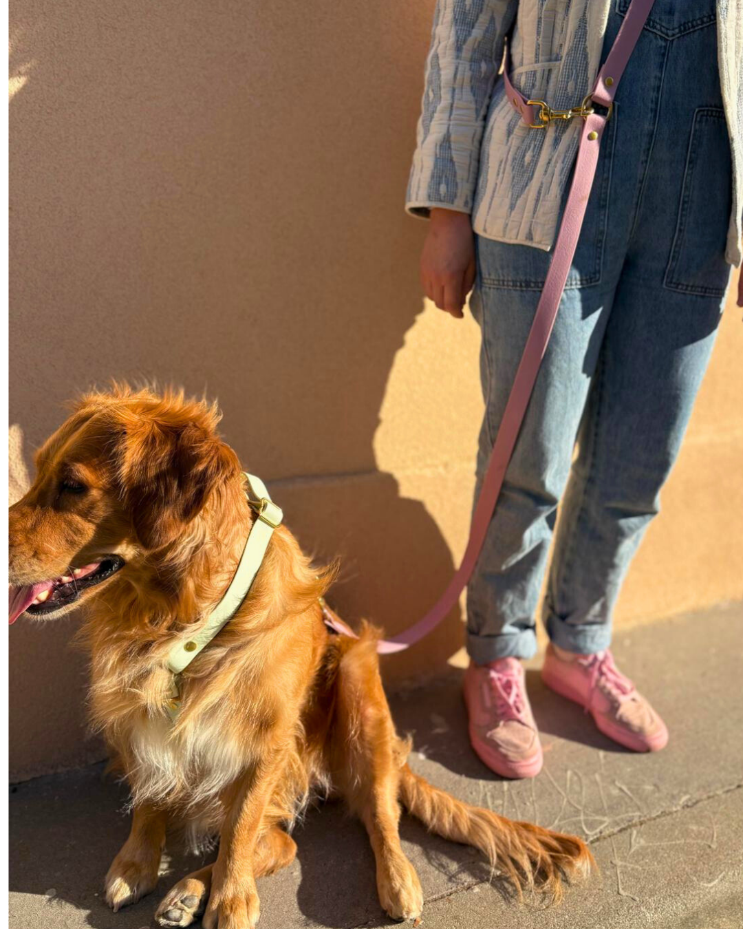 Comment bien choisir sa laisse 