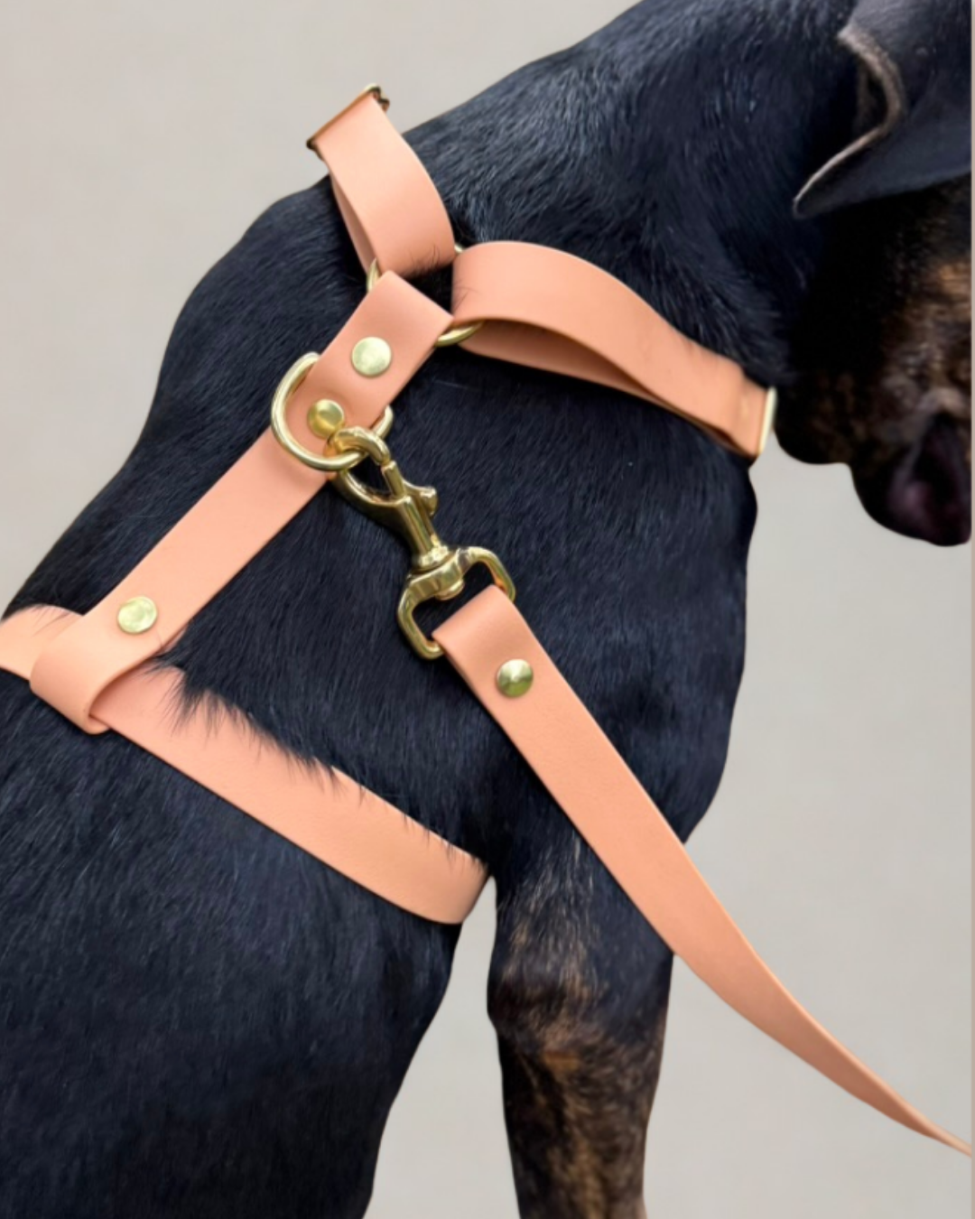 Comment choisir le meilleur harnais pour chien ?