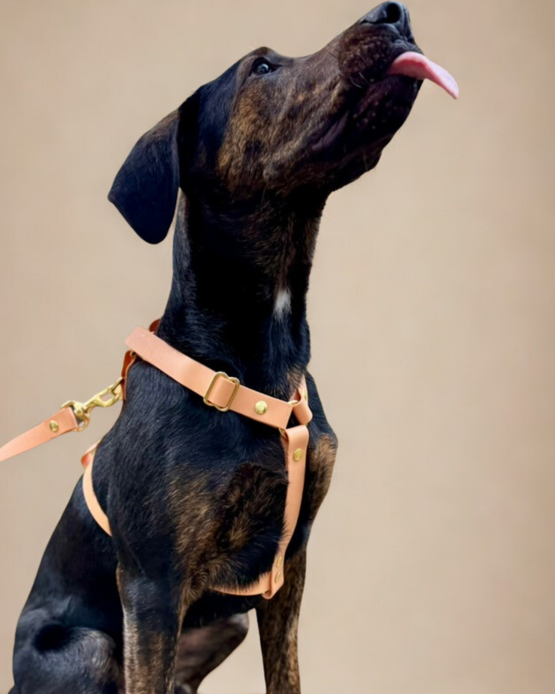 Comment mettre un harnais à son chien correctement et sans stress