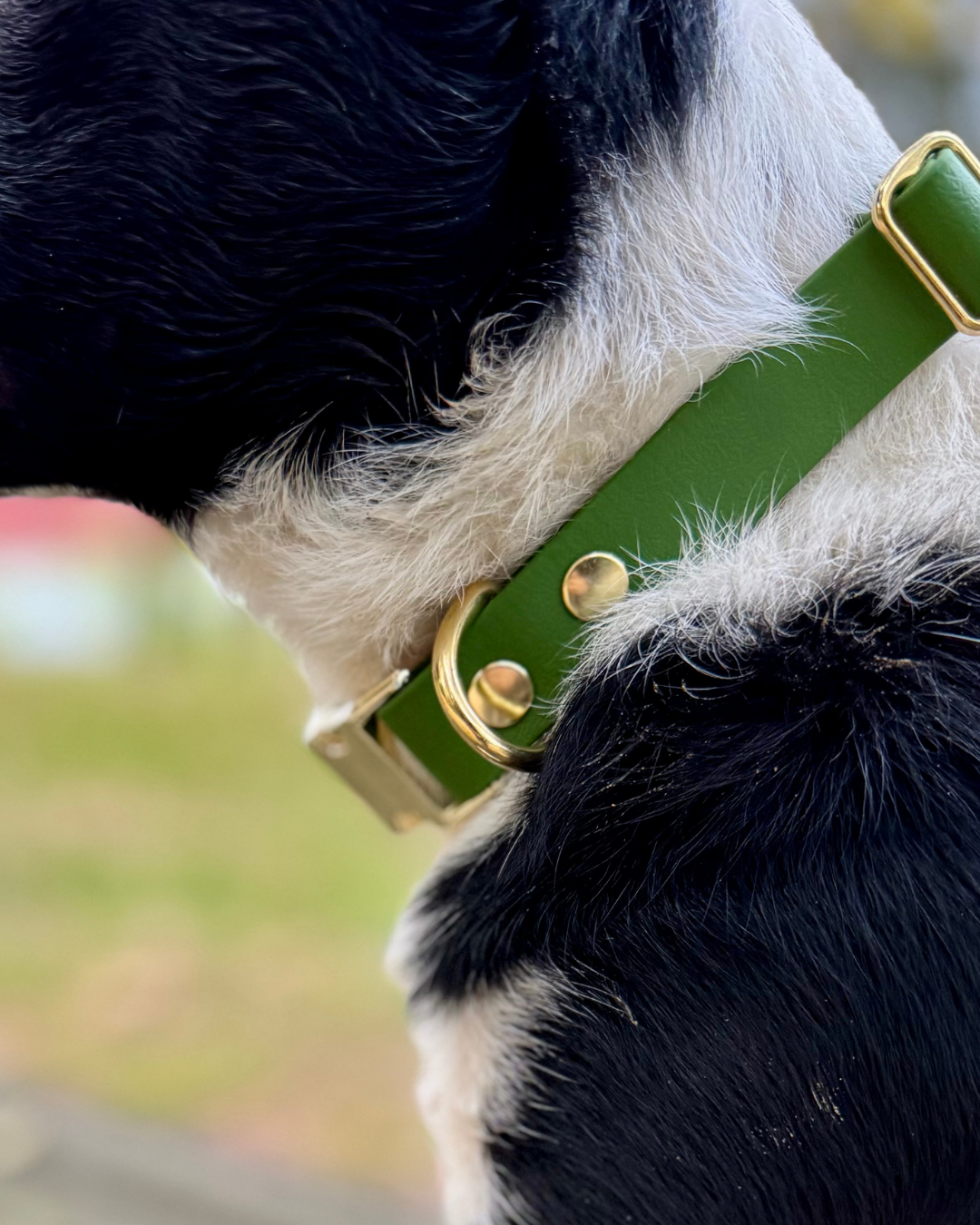 Comment choisir le meilleur collier pour chien selon ses besoins