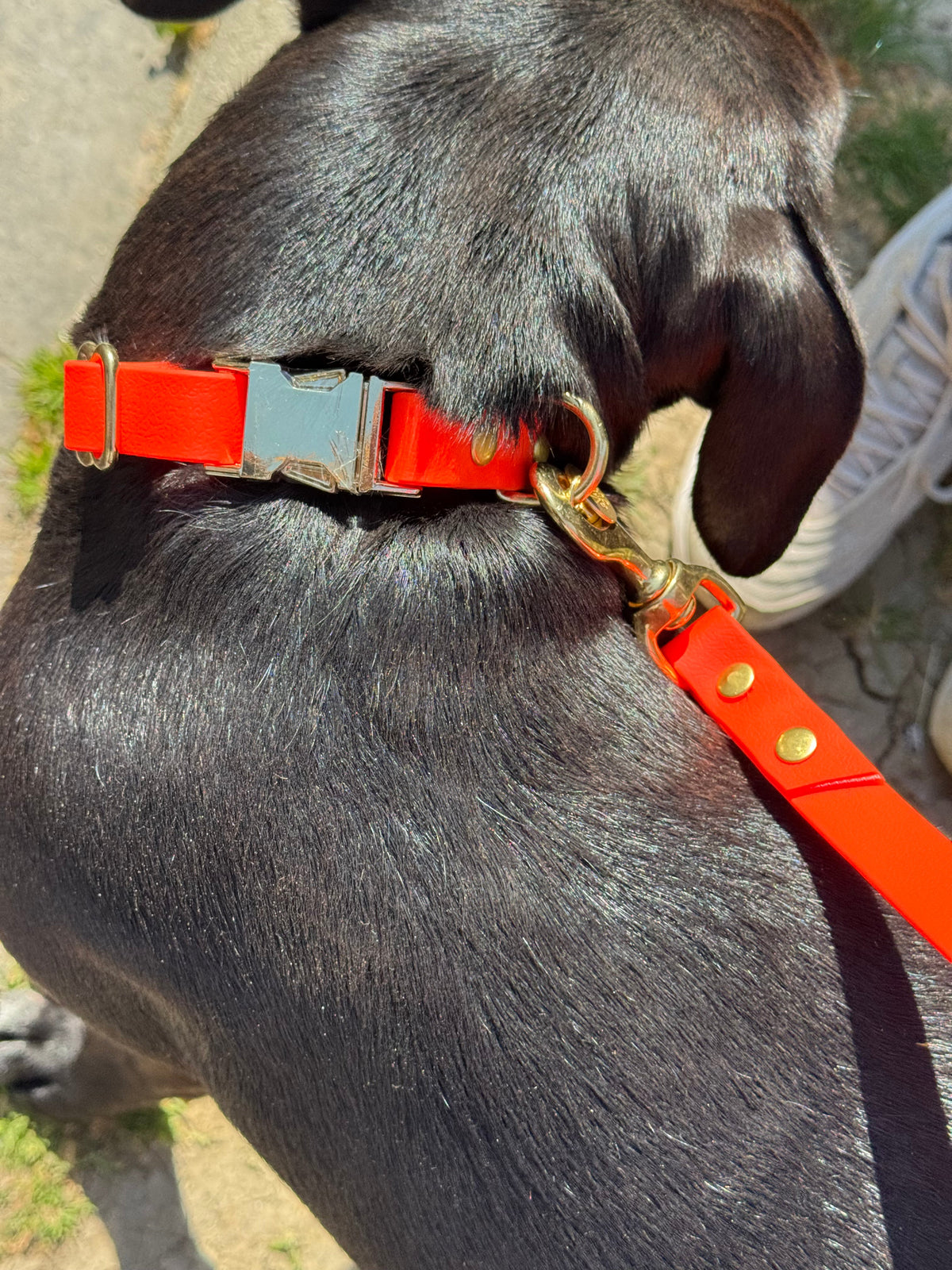 Collier ou harnais pour chien : 5 critères pour bien choisir