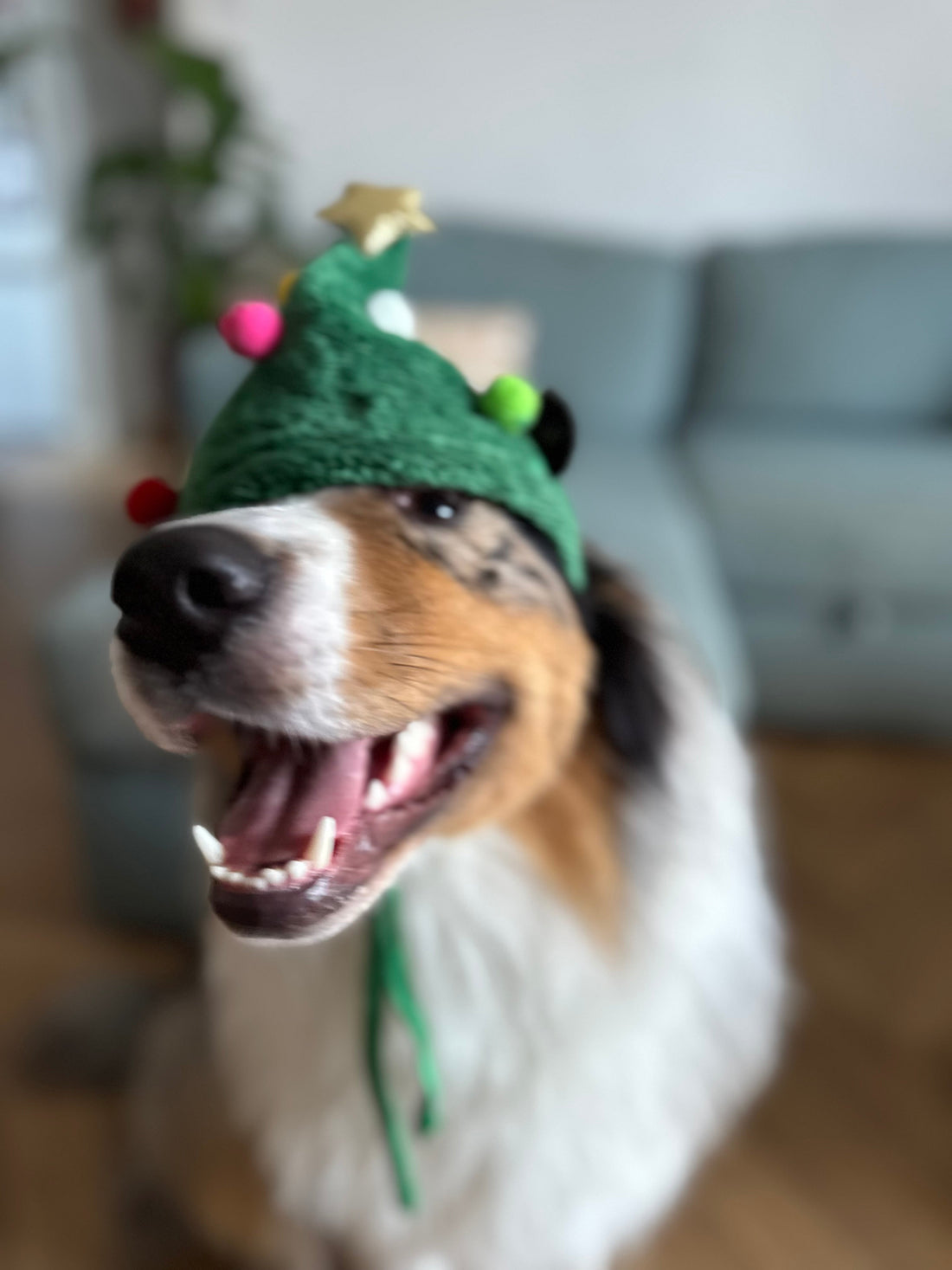 Cadeau de Noël pour chien : 7 idées utiles pour le gâter