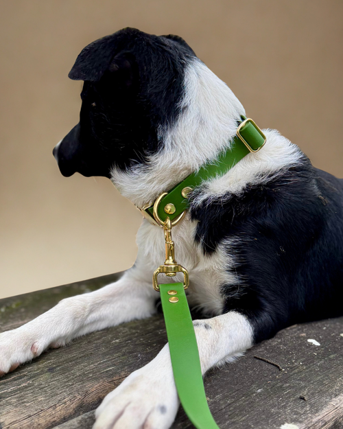 Olive collar in PVC strap