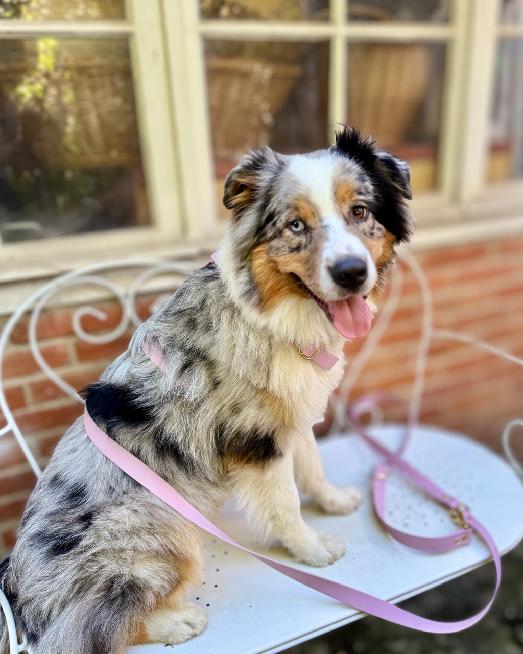 Laisse classique Orchidée