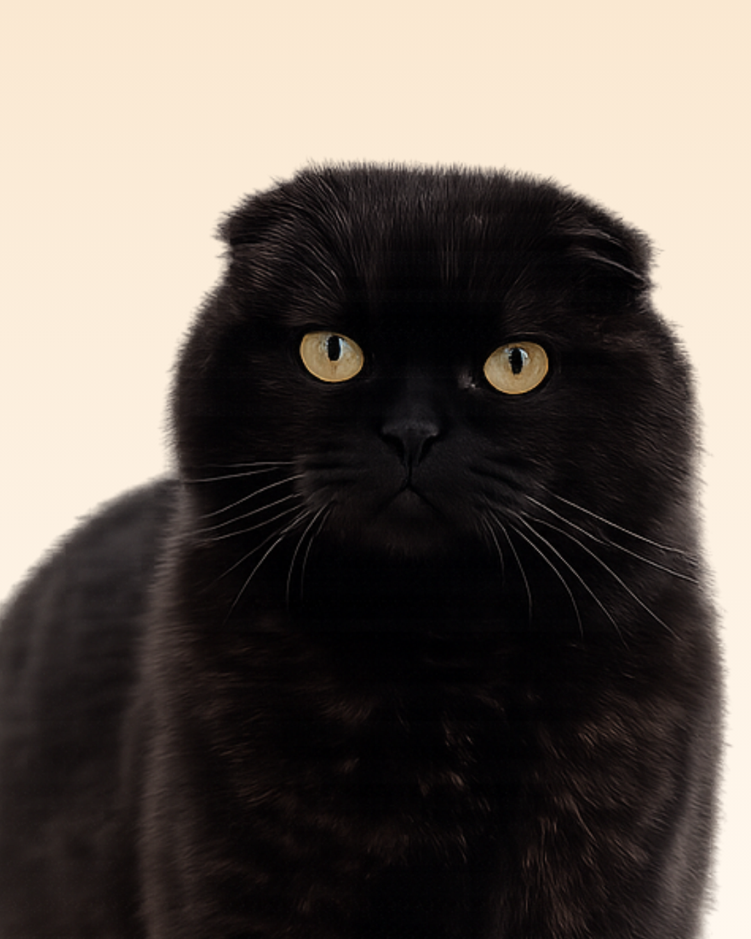 Accessoires chat Toulouse 
