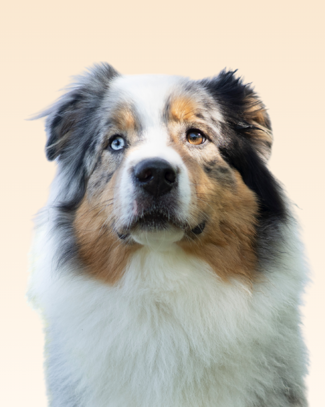 Accessoires chien Vadrouille Toulouse 