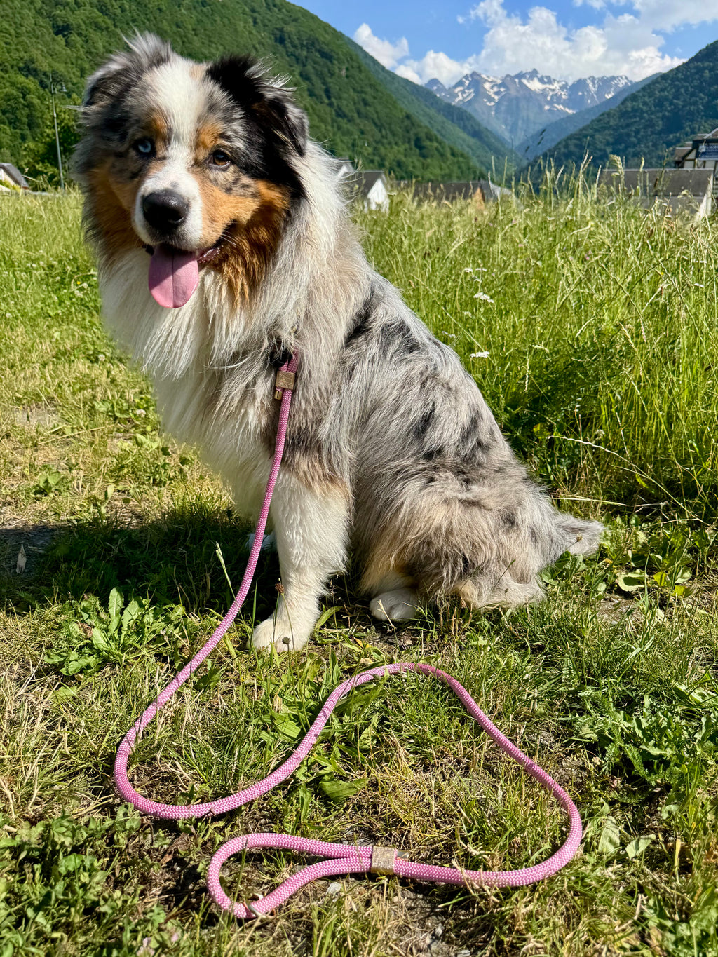 Laisse classique Pivoine