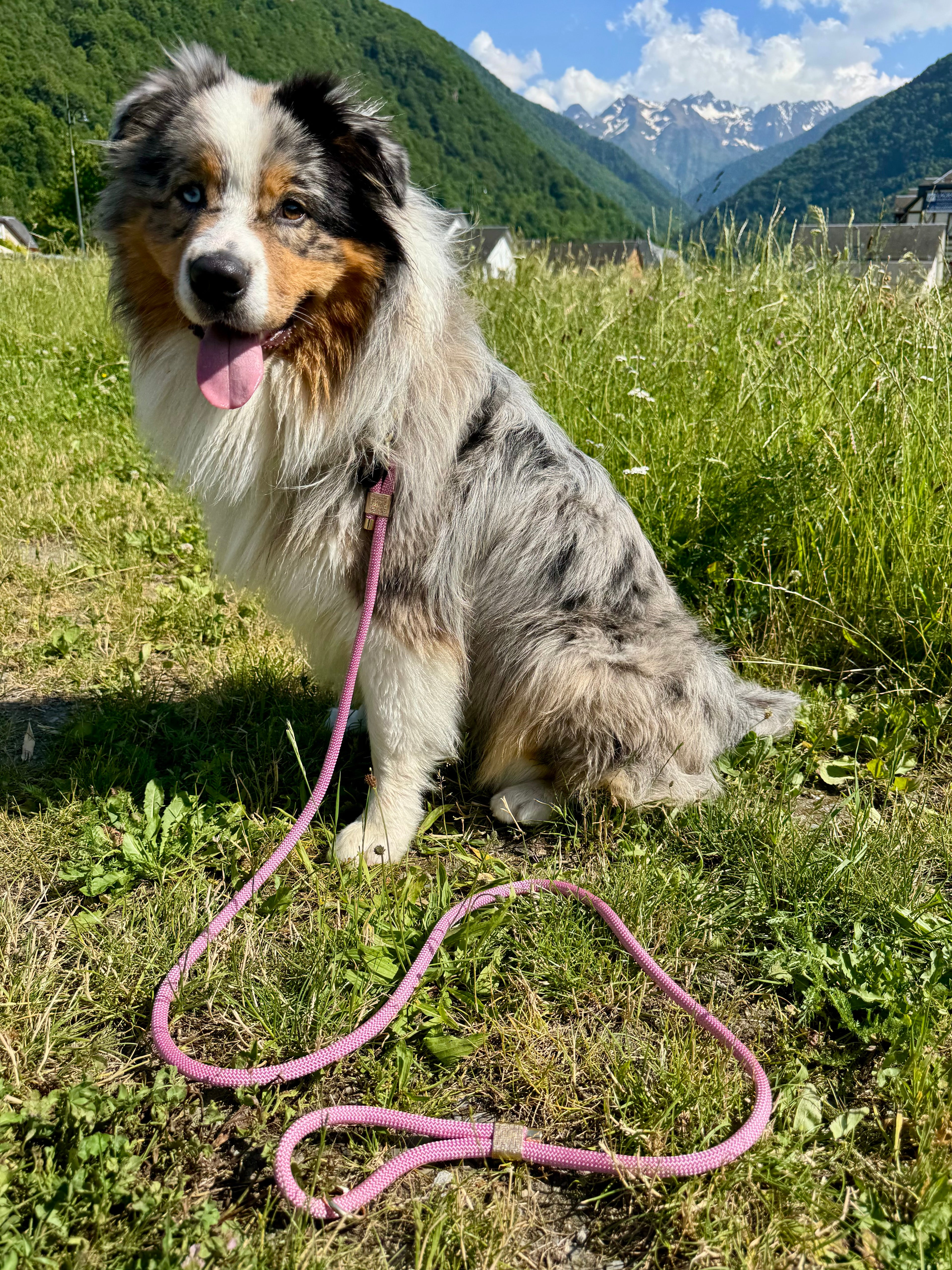 Laisse classique Pivoine