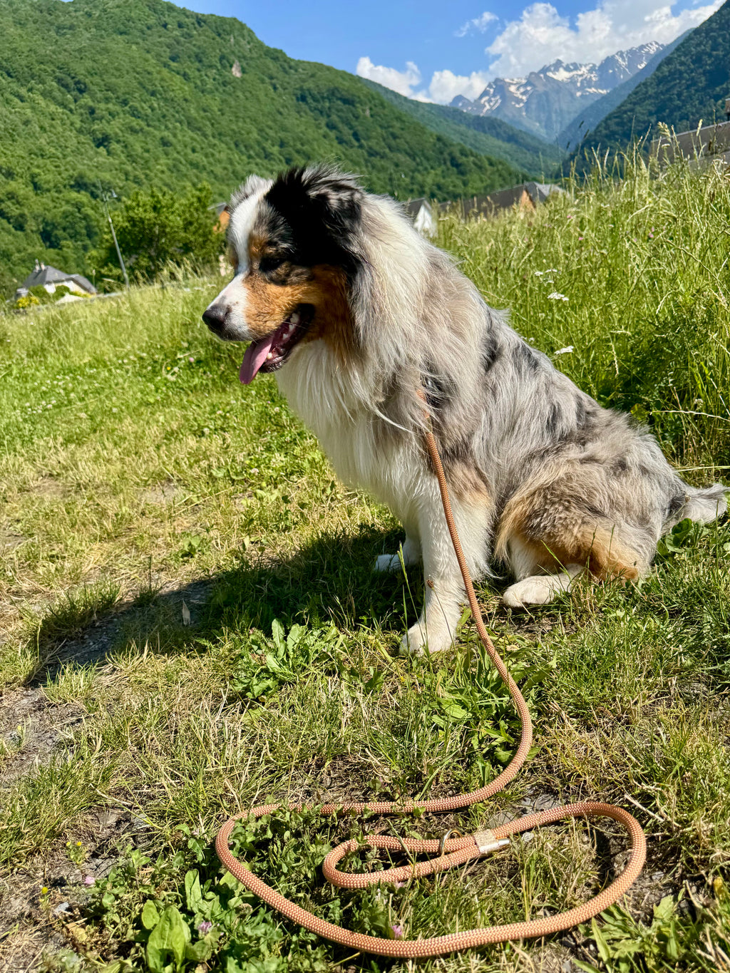 Laisse classique Capucine