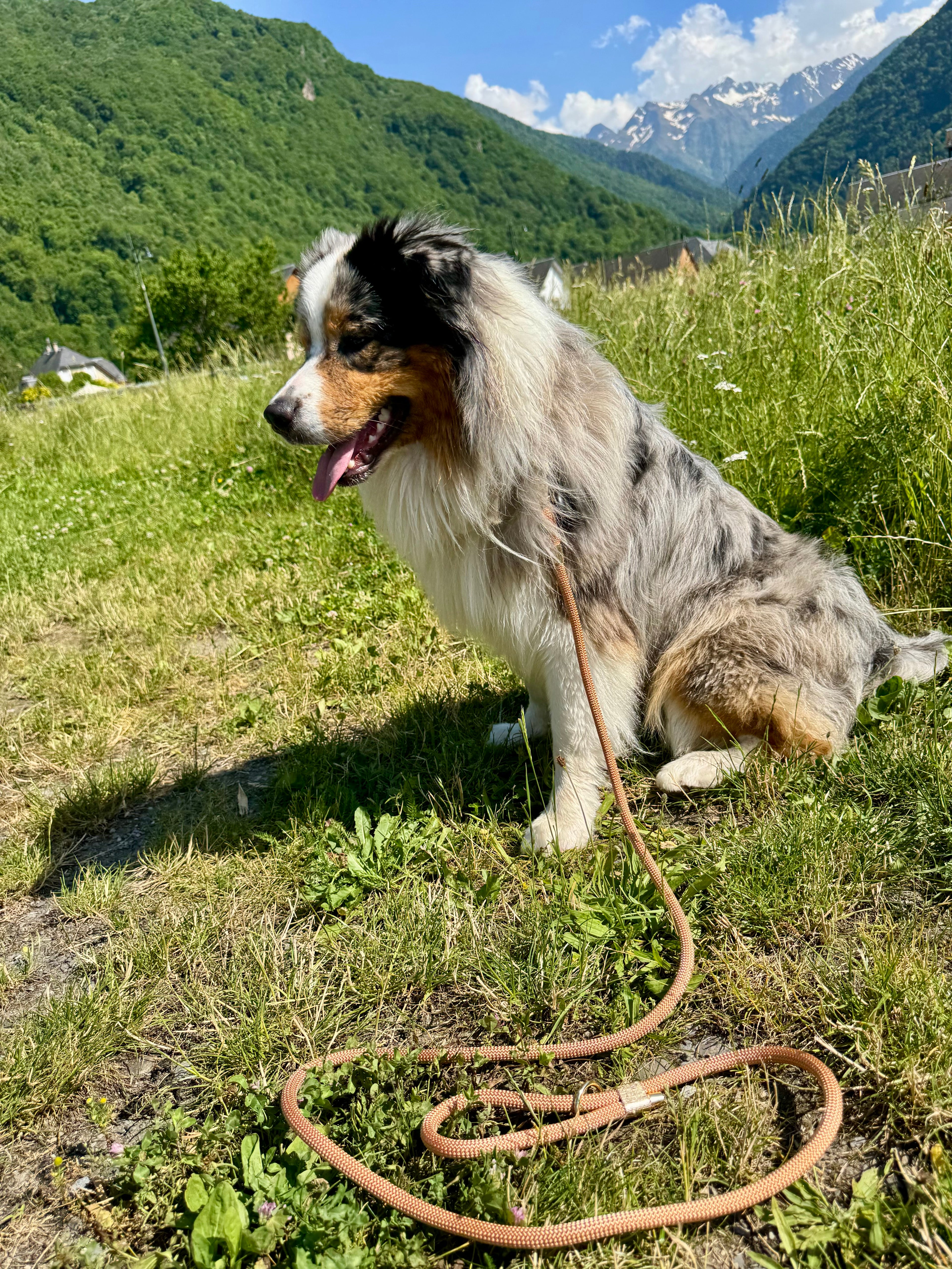 Laisse classique Capucine