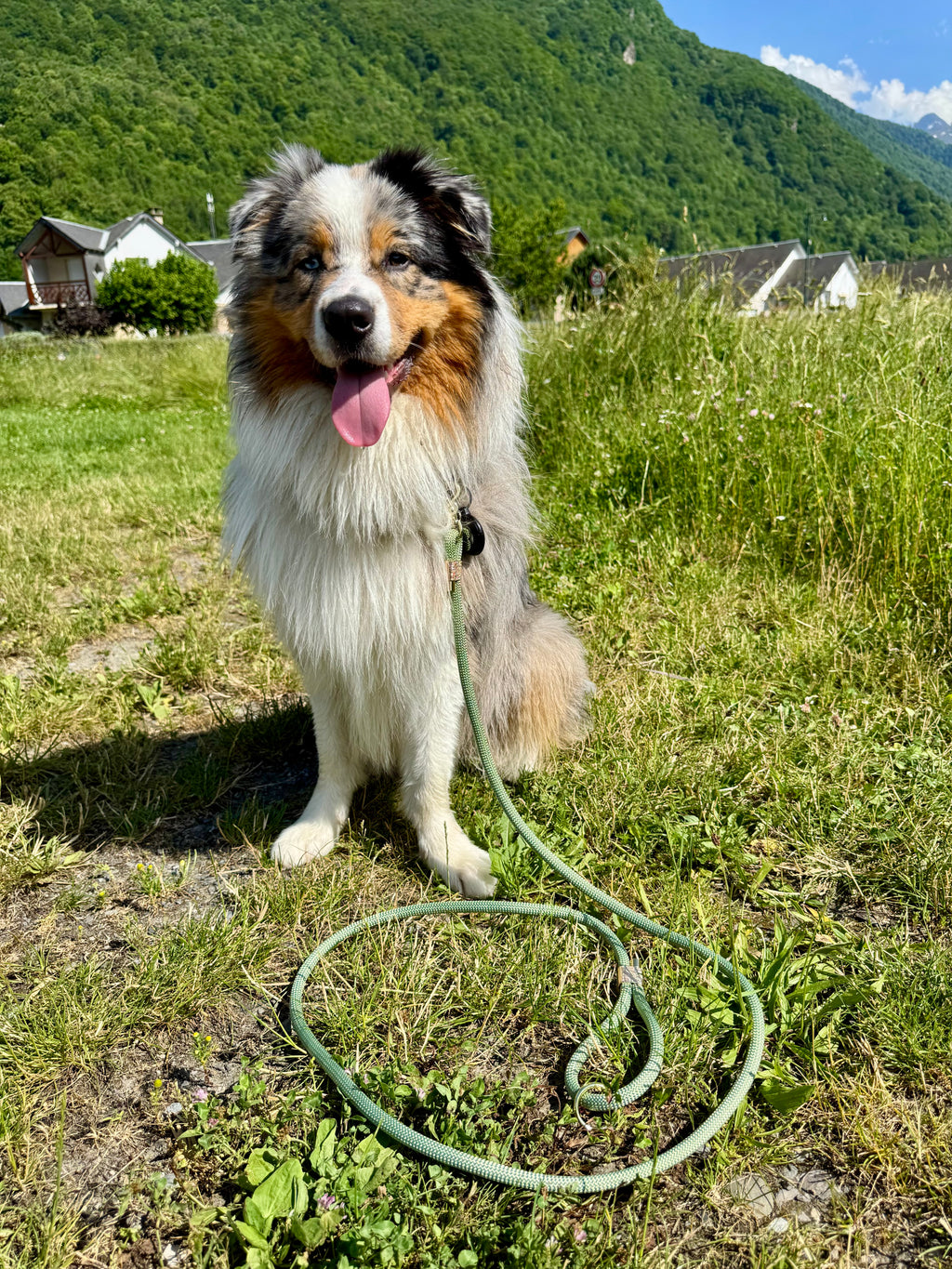 Laisse classique Aloe