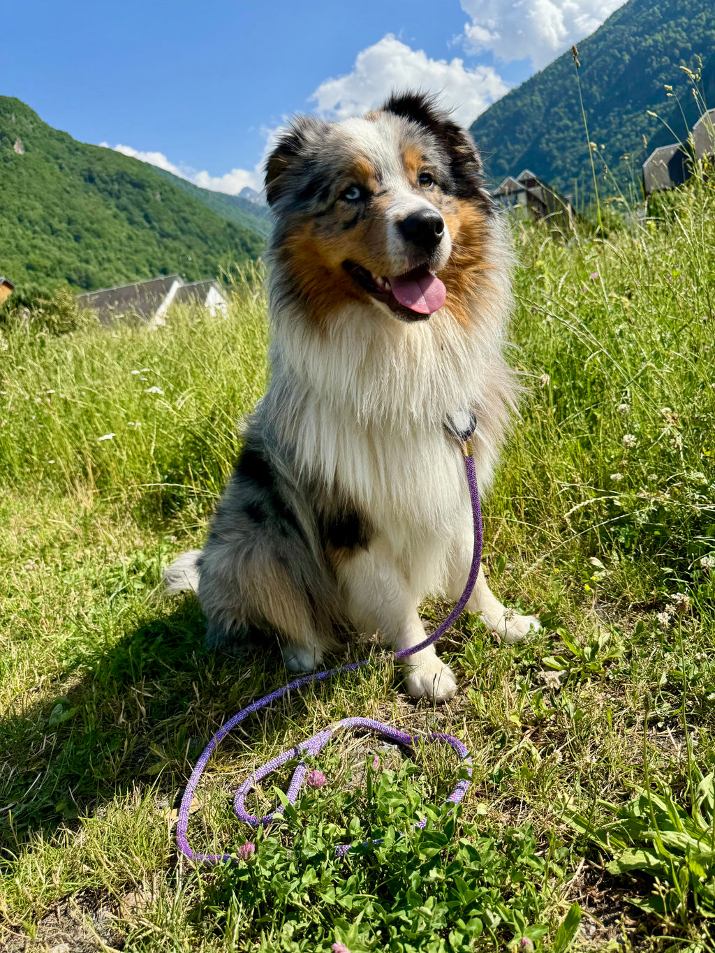 Laisse classique Anémone