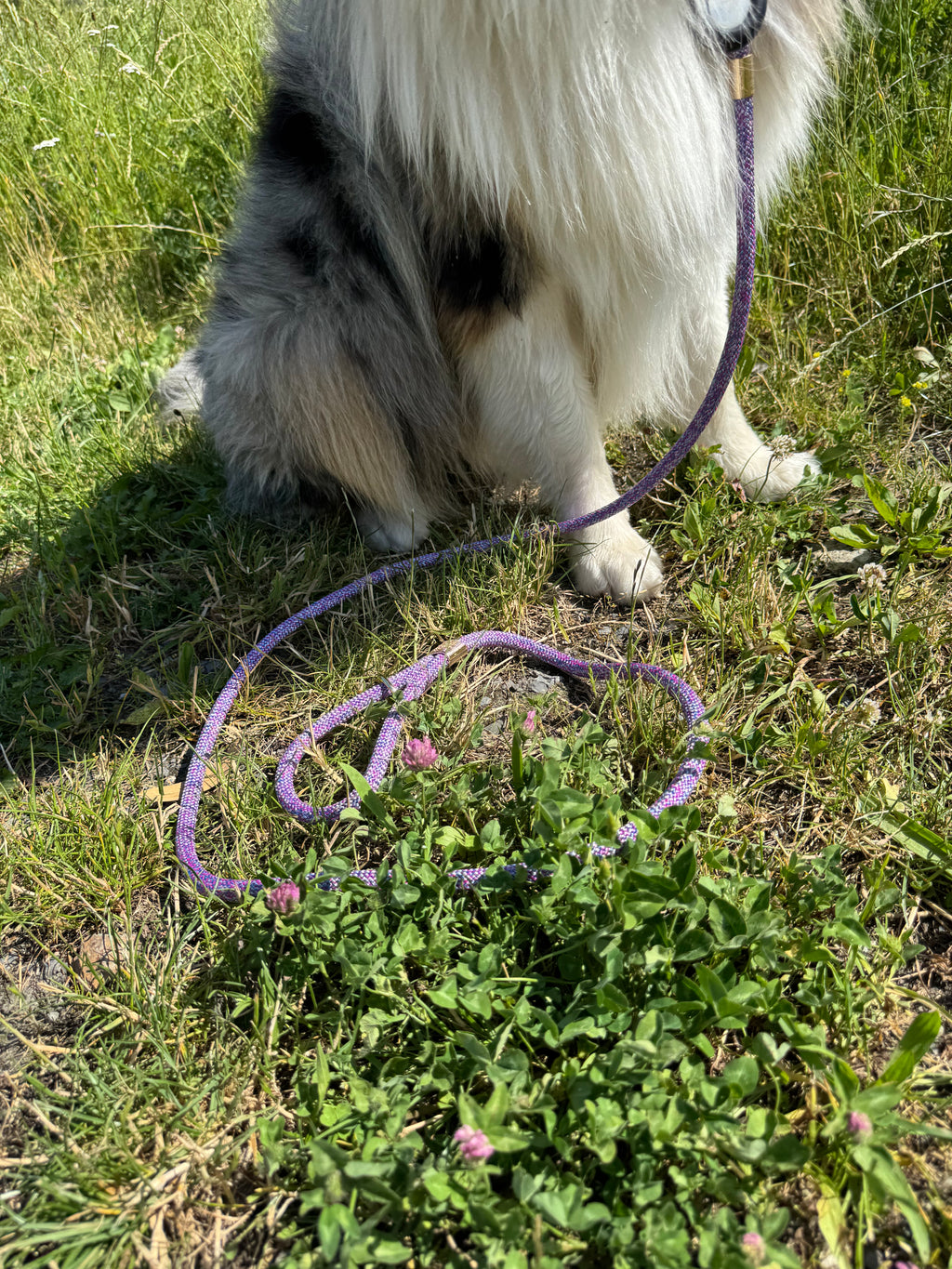 Laisse classique Iris