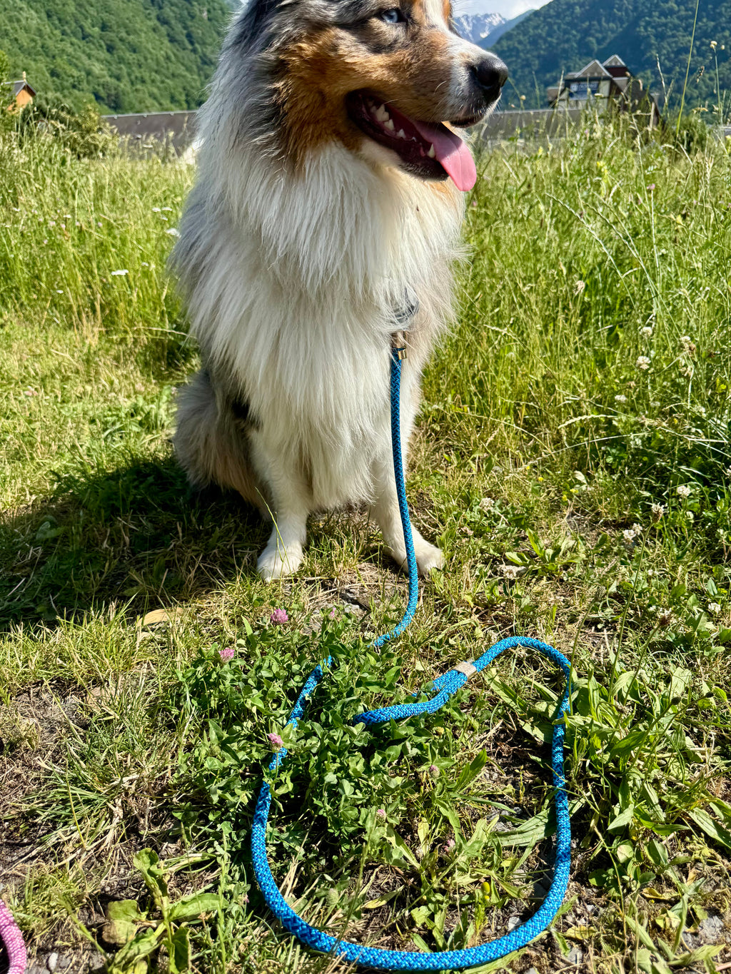 Laisse classique Bleuet