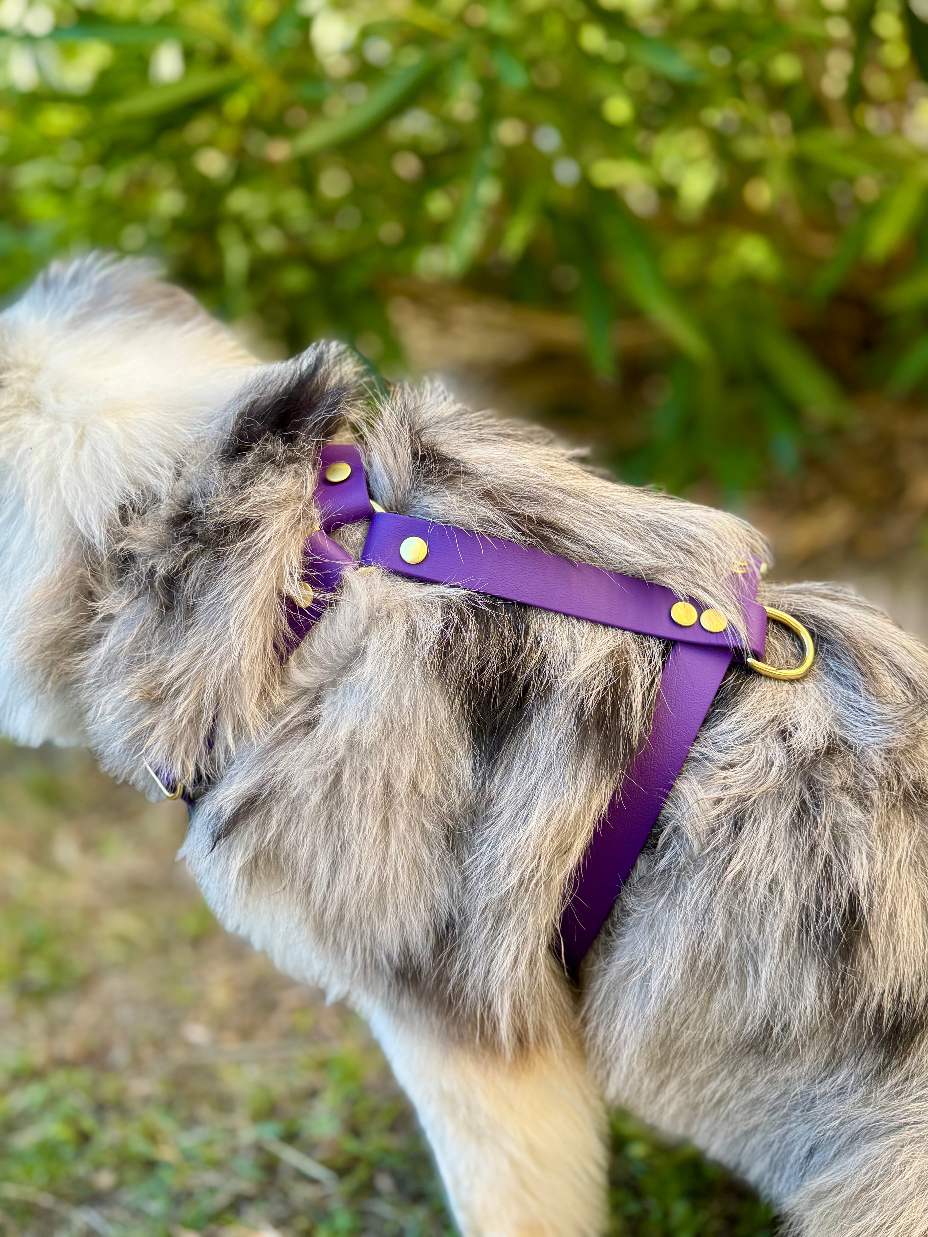 Harnais en Y Violette