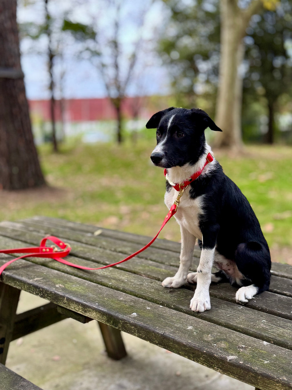 Laisse multi-positions Camélia