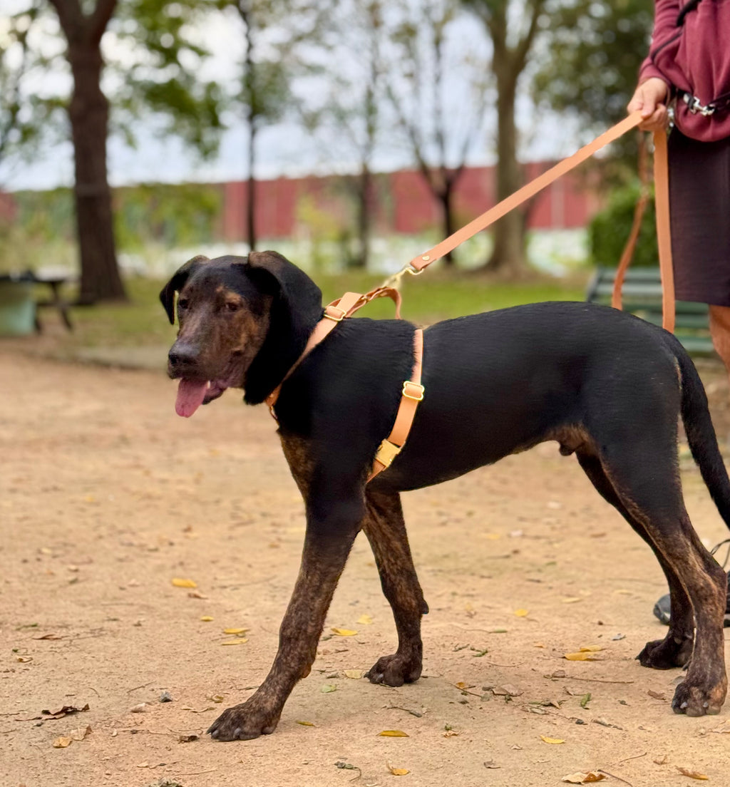 Laisse multi-positions Dahlia